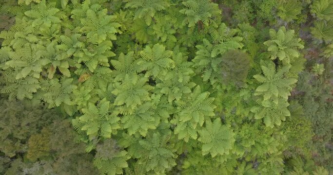 Aerial: Native subtropical forest, Takaka, South Island, New Zealand