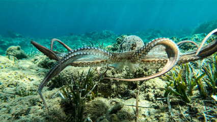 Alive octopus underwater swimming in the Aegean Sea. Oktopus vulgaris in the Mediterranean ocean...