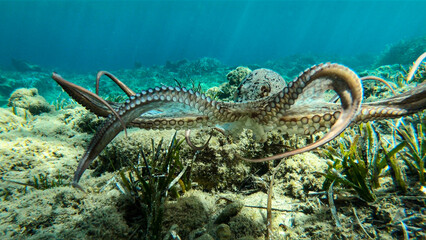 Alive octopus underwater swimming in the Aegean Sea. Oktopus vulgaris in the Mediterranean ocean beneath Posedonia algae © Pablo