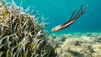 Naklejka na ściany i meble Alive octopus underwater swimming in the Aegean Sea. Oktopus vulgaris in the Mediterranean ocean beneath Posedonia algae