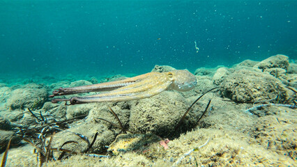 Alive octopus underwater swimming in the Aegean Sea. Oktopus vulgaris in the Mediterranean ocean beneath Posedonia algae