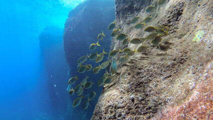 Beautiful image of big fish school swimming under the sun beam in the Mediterranean Sea, at the...