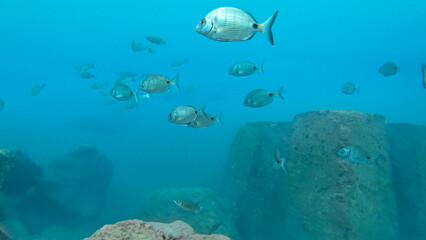 Big shoal of sargo fishes swimming over the bottom of the Atlantic Ocean in Madeira