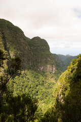 Naklejka premium Green rainforest in the mountains of Madeira, hiking path of levada through stunning nature