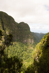 Green rainforest in the mountains of Madeira, hiking path of levada through stunning nature
