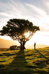 Sunset behind tree on a magical evening on the fairy hills of Fanal in Madeira island