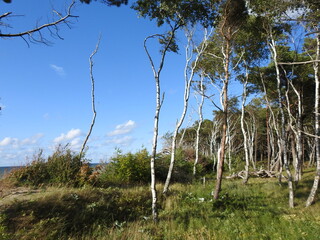 trees on the dune of the curonian spit in russia