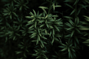 Naklejka na ściany i meble Green leaves from a yew tree