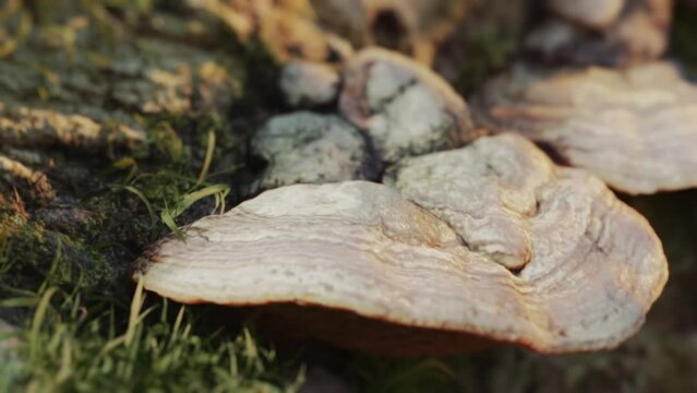 Extreme close-up of tinder fungus on a moss covered tree trunk sunset timelapse. Forest mushrooms, nature video clip. Cinematic lighting. Macro. Slow moving camera. Fantasy mood.