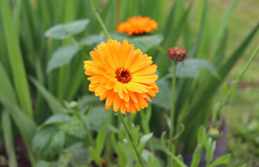 Calendula officinalis flower in a flower bed against the background of grass and foliage - horizontal photo, side and top view