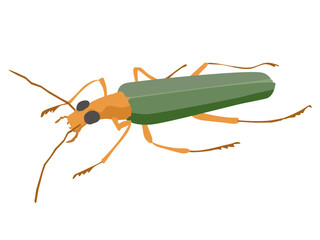 アオカミキリモドキ