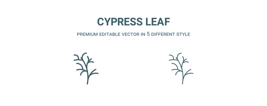 cypress leaf icon. Filled and line cypress leaf icon from nature collection. Outline vector isolated on white background. Editable cypress leaf symbol