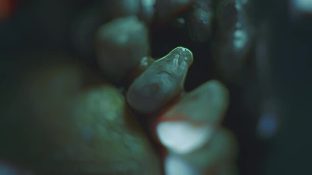 Creepy, slow motion, cinematic, abstract, fractal macro organic video. Mutant, mutated creature. Strange alien body part. Horror detail. High quality 4k footage Cinematic horror close-up.