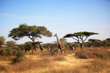 Maasai Giraffe (Giraffa tippelskirchi) and Umbrella Tree in Serengeti National Park, Tanzania,  Africa - obrazy, fototapety, plakaty