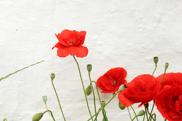 Fototapeta na wymiar Beautiful flowers red poppies