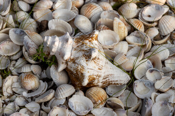 different seashells on the beach with some grass at Kalpitiya in Sri Lanka