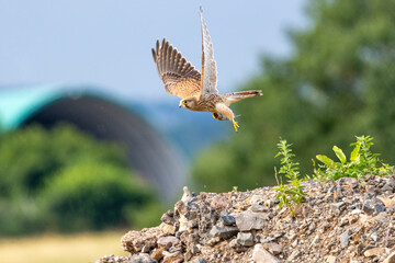 Turmfalke (Falco tinnunculus)