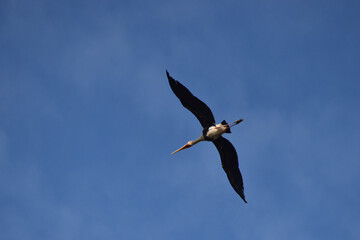 A stork bird is seen flying in the sky