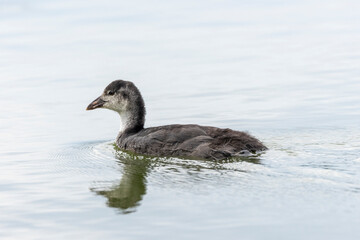 Blässhuhn (Fulica atra)