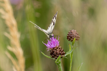 Schachbrett oder auch Damenbrett (Melanargia galathea)