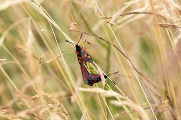 Sumpfhornklee-Widderchen (Zygaena trifolii), auch Feuchtwiesen-Widderchen