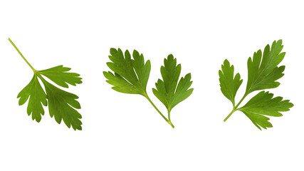 Fresh parsley leaves isolated on white background, top view. Set of coriander leaves isolated on white background. Parsley isolated on white background. Parsley leaf isolated on white background.