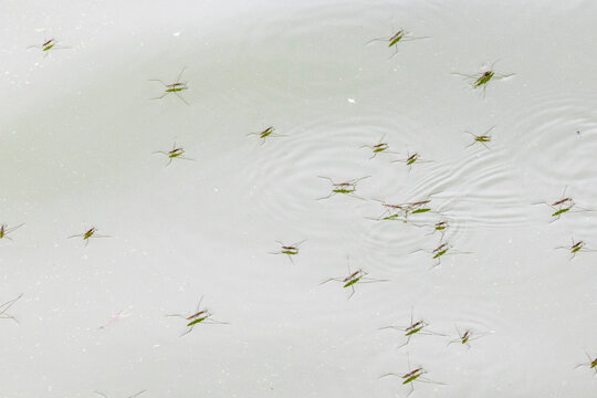 Wasserl&auml;ufer
