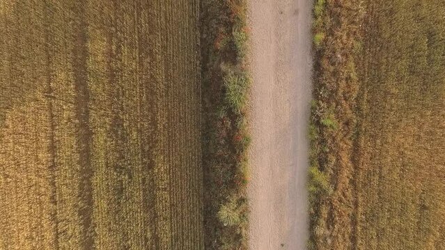 Vista cenital de un camino o carretera de tierra en un campo de cultivo de trigo, olivos y arboles, rodeado de amapolas  en medio de la naturaleza