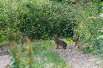 Feldhase (Lepus europaeus)