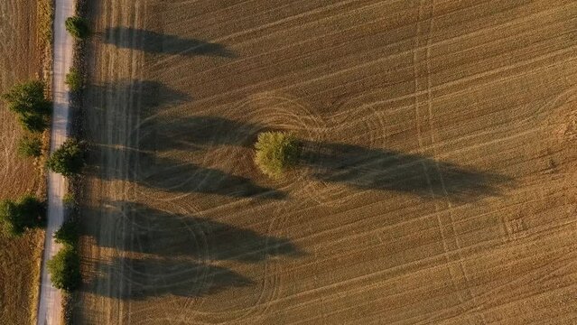 Vista cenital de un camino o carretera de tierra en un campo de cultivo de trigo, olivos y arboles, rodeado de amapolas  en medio de la naturaleza