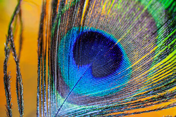 Fototapeta premium Macro of male peacock feather in breeding plumage.