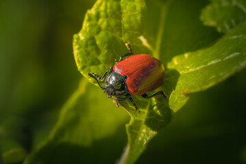 ladybug close up in the morning light