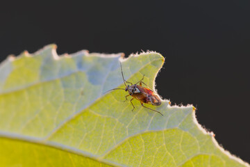 red insect close up in the morning light