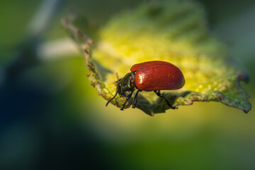 ladybug close up in the morning light