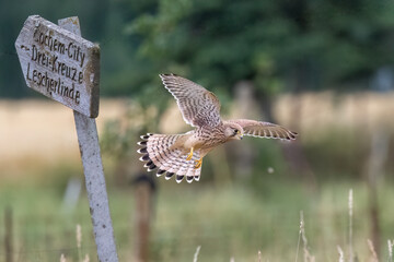 Turmfalke (Falco tinnunculus)