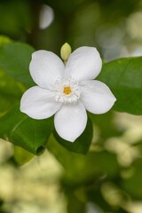 Obraz na płótnie Canvas White jasmine or Jasminum sambac is a species of jasmine originating from southern Asia (in India, Myanmar and Sri Lanka.