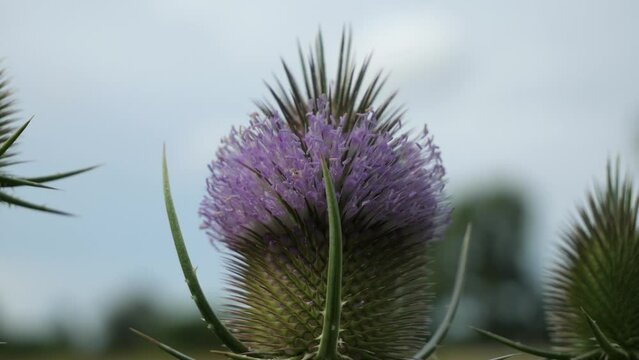 Flowering of the teasel, Dipsacus, Dipsacus sativus. 
A plant of the subfamily Dipsacoideae of the Honeysuckle family (Caprifoliaceae).