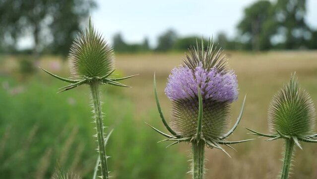 Flowering of the teasel, Dipsacus, Dipsacus sativus. 
A plant of the subfamily Dipsacoideae of the Honeysuckle family (Caprifoliaceae).