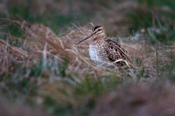 The common snipe - Gallinago gallinago is a small, stocky wader native to the Old World.