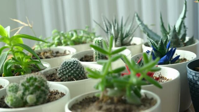 Colorful and various flowers in pots cactus