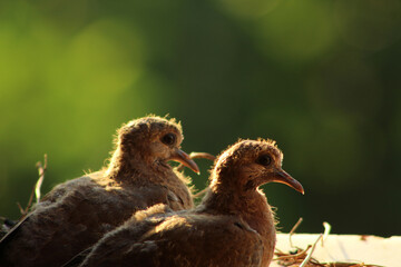 Two laughing dove (Spilopelia senegalensis) cub in nest in window wait feeding by their mother.
