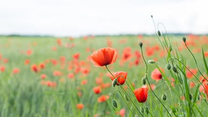 Foto op Plexiglas Close-up of red poppy flower heads, buds and capsules in green barley field. Papaver rhoeas. Beautiful blooms of wild corn rose in spring cornfield with blurry background of forest and light blue sky. © KPixMining