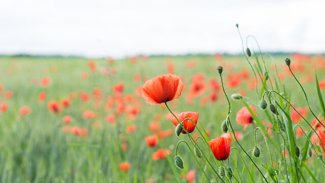 Close-up of red poppy flower heads, buds and capsules in green barley field. Papaver rhoeas. Beautiful blooms of wild corn rose in spring cornfield with blurry background of forest and light blue sky.
