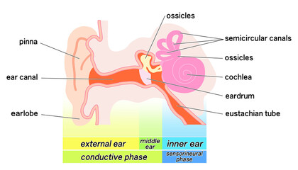 シンプルな耳の構造概略図
