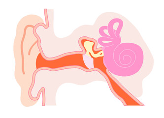 シンプルな耳の構造概略図