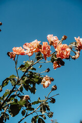 Peach-colored rose branch against blue sky © Maria