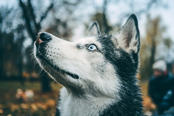 Husky dog funny smiling dog with laughing eyes autumn leaves in the background