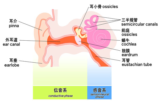 シンプルな耳の構造概略図