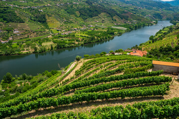 Vineyards on the banks of the Douro river during summer in Portugal 