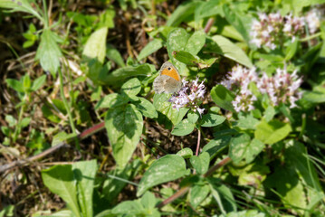 Fototapeta na wymiar Small Heath (Coenonympha pamphilus) butterfly sitting on a white flower in Zurich, Switzerland